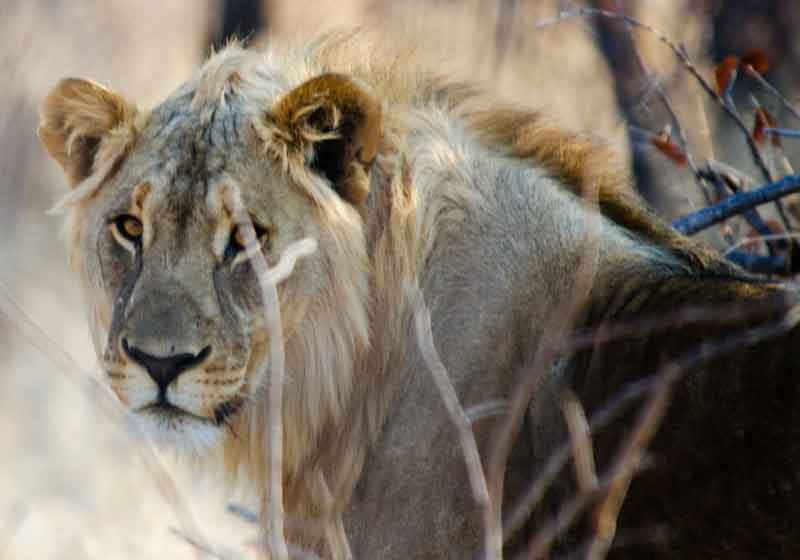 08 - Namibia - leon - parque nacional de Etosha
